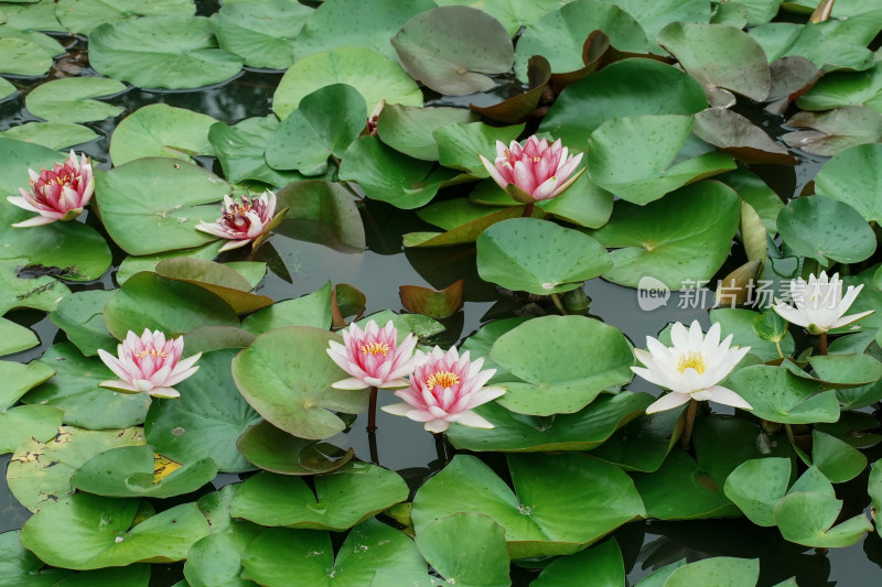 北京国家植物园睡莲