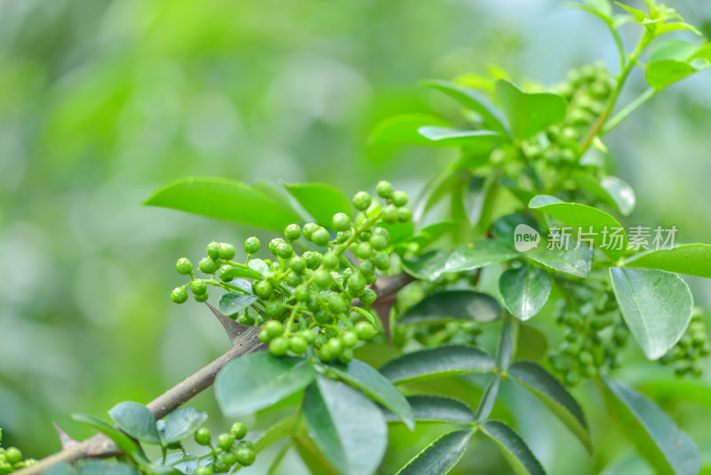 青花椒种植基地