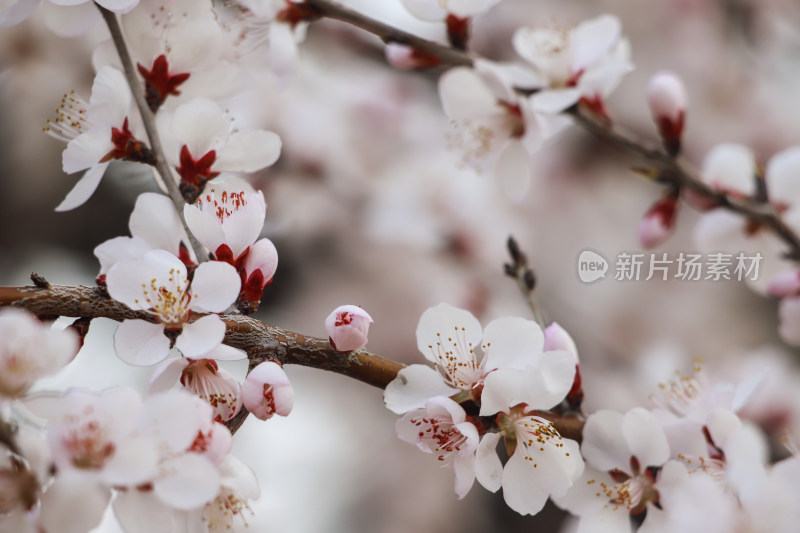 北京国家植物园春天的山桃花