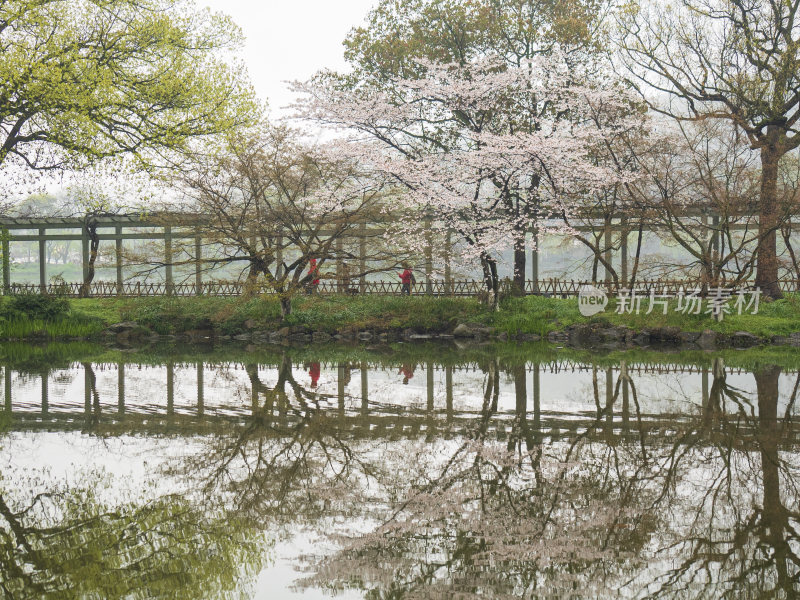 杭州西湖花港观鱼风景