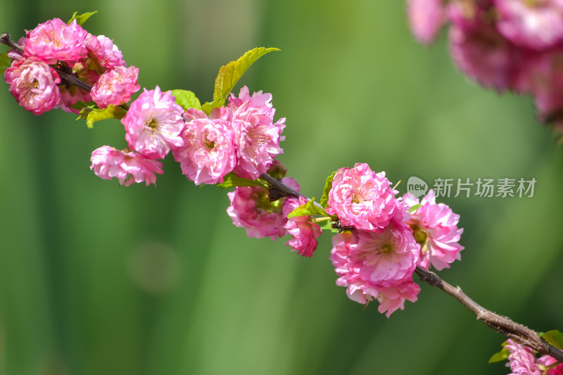 春天盛开樱花上的蜜蜂采蜜