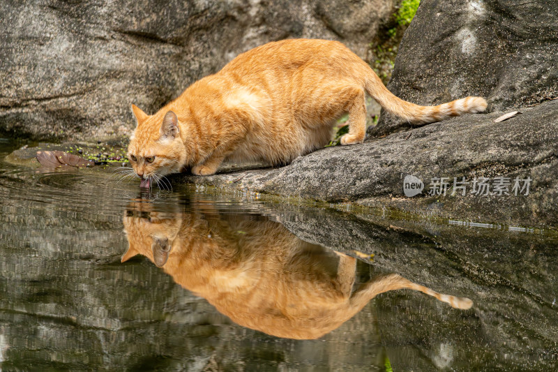 水池旁喝水的橘色小猫