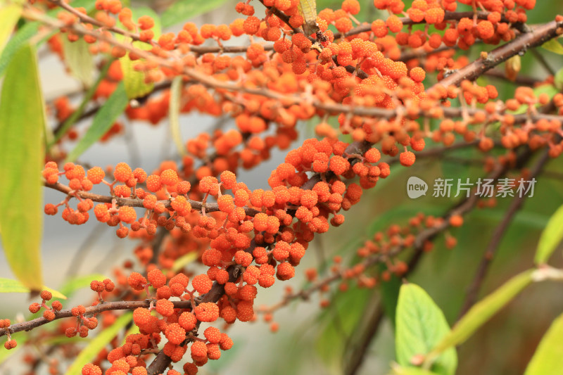 野生植物水麻果实