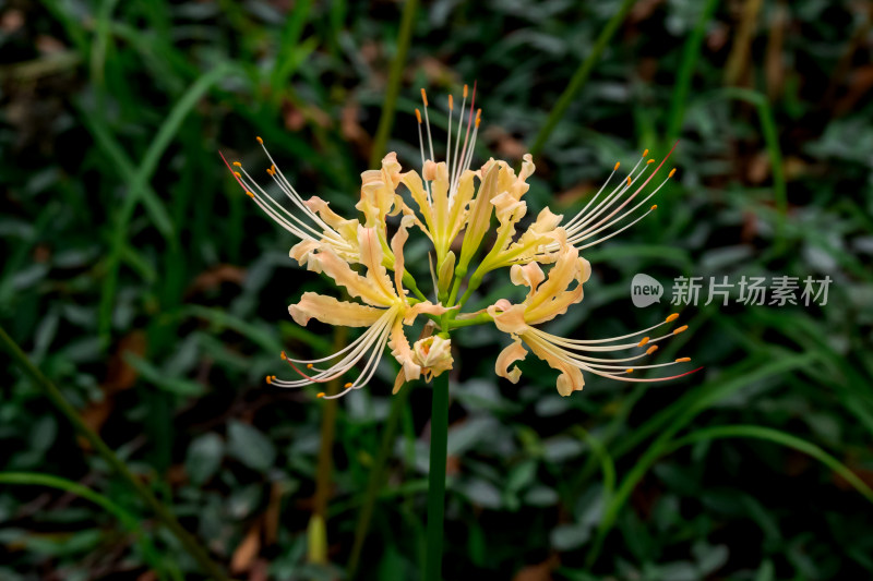 草丛中，盛开的彼岸花特写