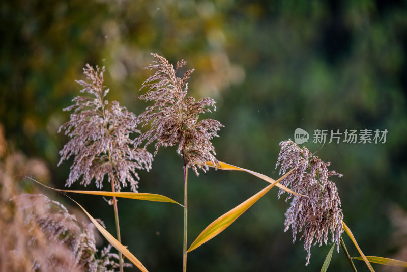 秋天的花草