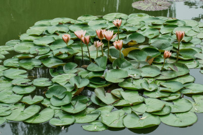 北京国家植物园睡莲