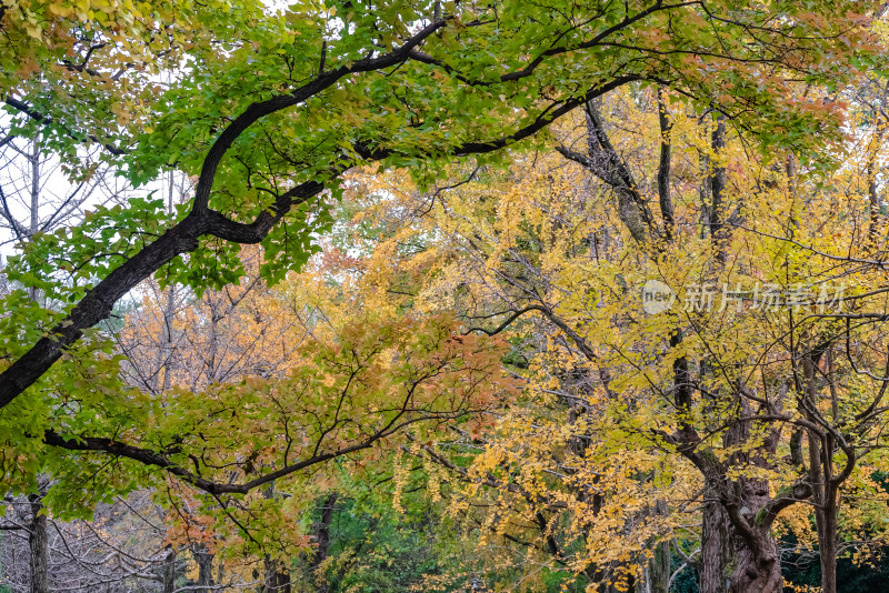 南京钟山风景名胜区明孝陵神道秋景