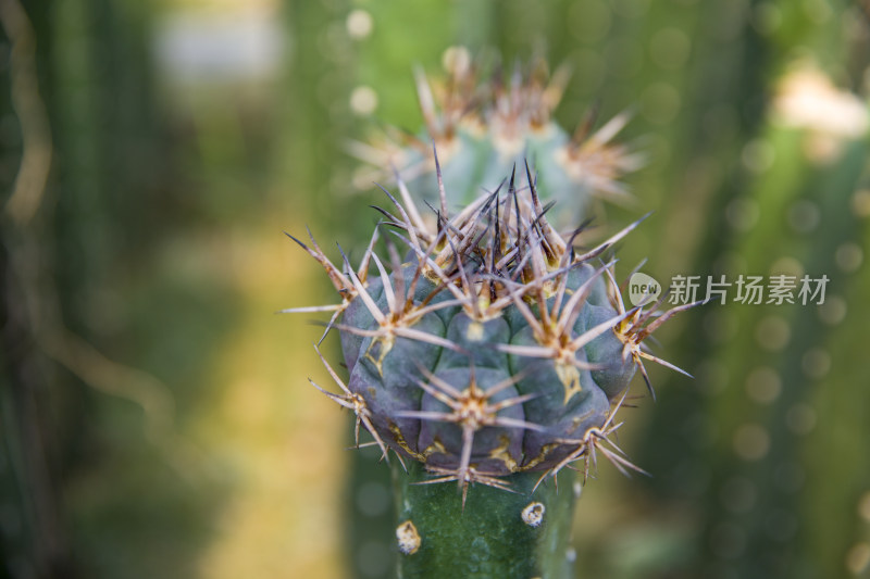 仙人球多肉植物