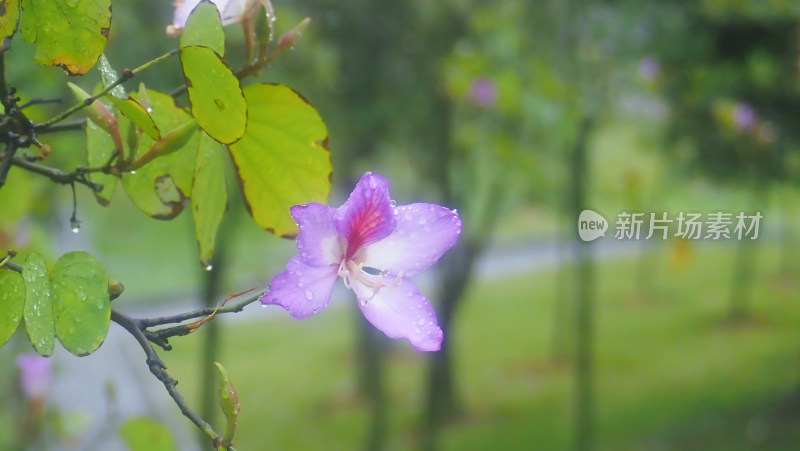 下雨过后的紫荆花
