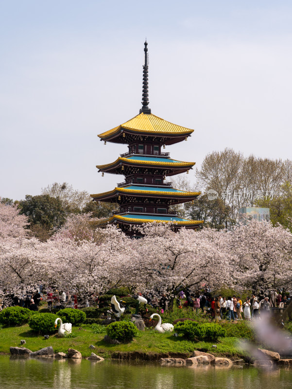 武汉东湖樱花园五重塔景色特写