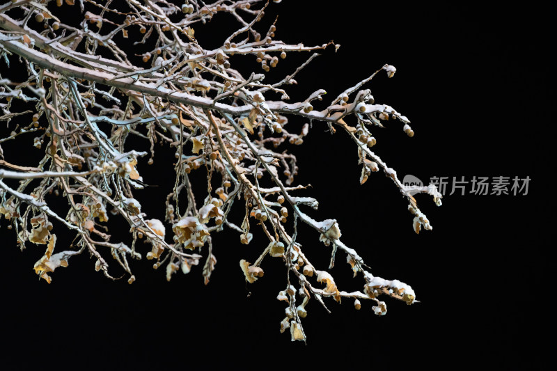 冬季夜晚树枝上的雪花天空