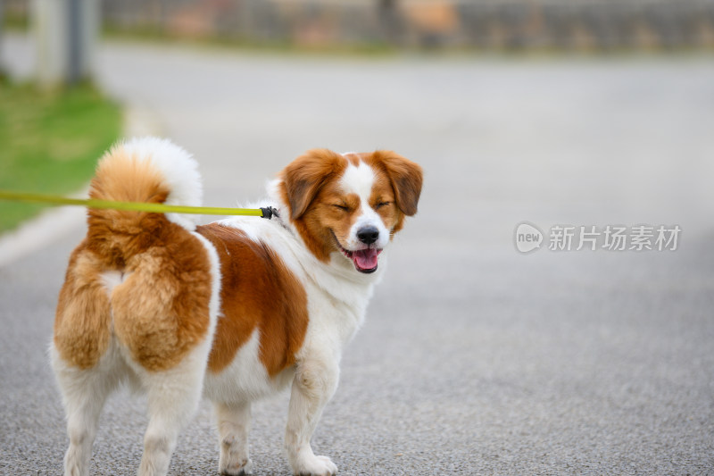 动物主题在公园内玩耍的宠物牧羊犬