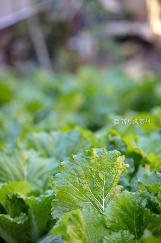 菜园里种植的白菜特写