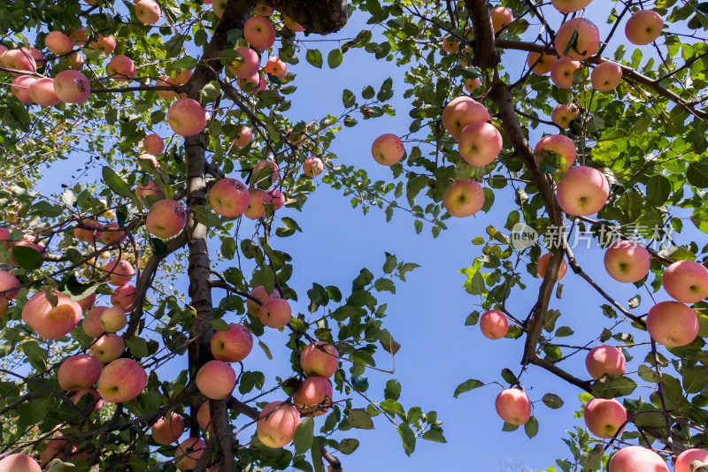 秋天果园里树上挂满红苹果农村农业种植水果