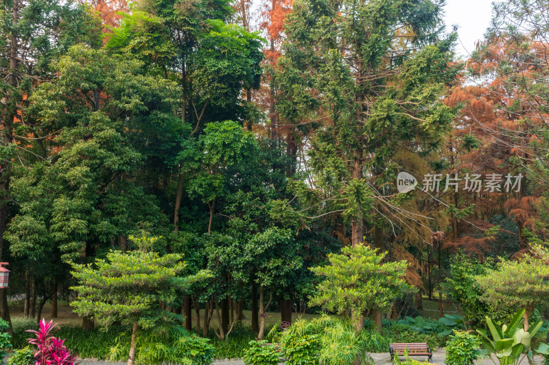 福州森林公园池杉