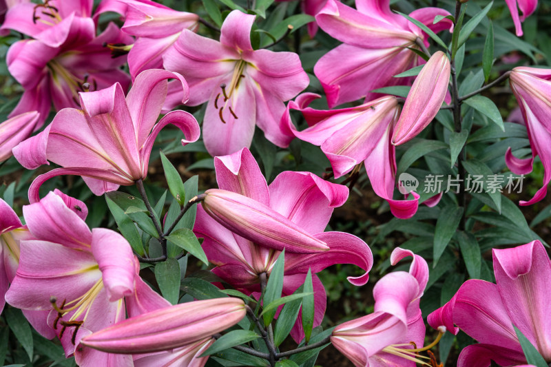 秋季的香水百合花特写