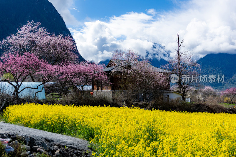 西藏林芝桃花风景