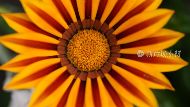 特写条纹勋章菊花卉