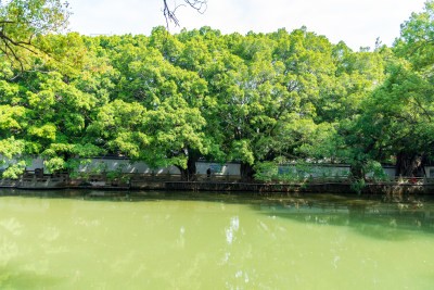 福州春天绿意盎然的冶山春秋公园景色