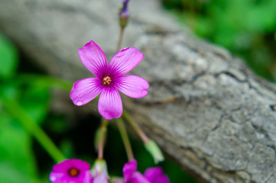 特写紫色小花与树干