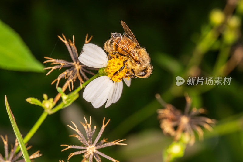 蜜蜂采蜜的瞬间