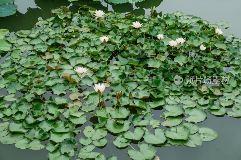 北京国家植物园睡莲