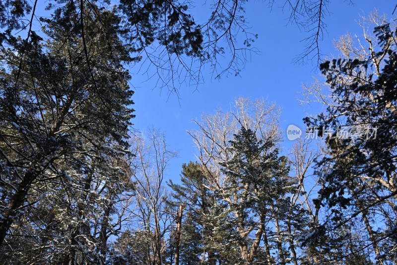 蓝天下枝叶带雪的树林景致