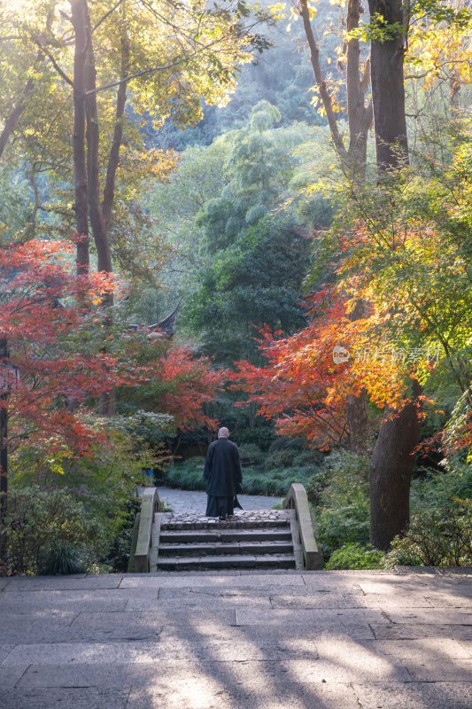 浙江杭州永福禅寺古寺秋景枫树红叶禅意