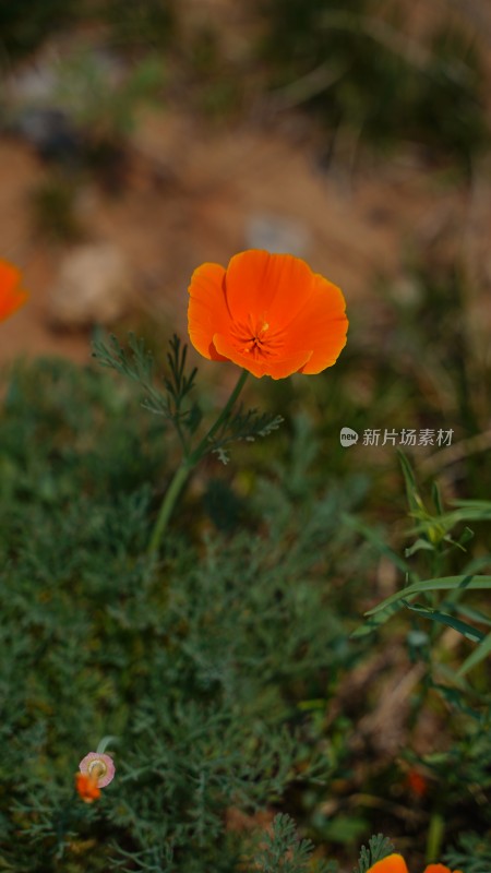 花菱草素材