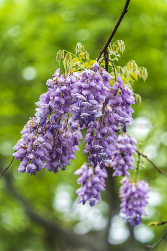 春天，苏州园林留园，紫藤花开