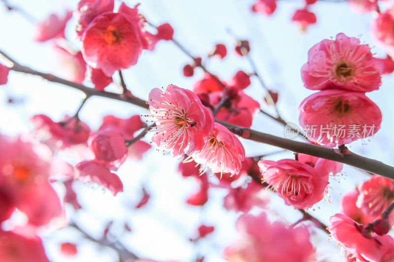 春意盎然的梅花花朵