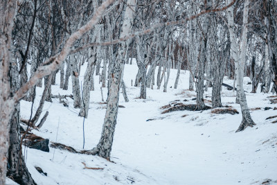 冬季雪地上生长着的树木