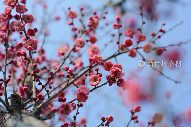 红色梅花蓝天