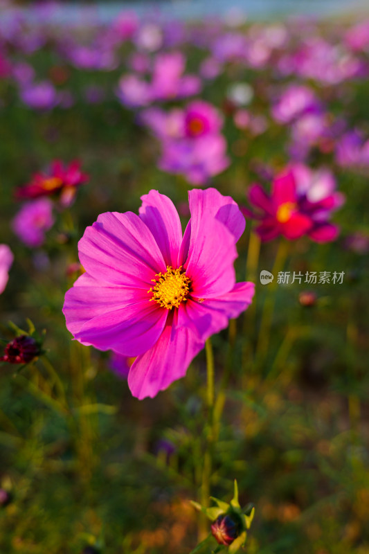 格桑花特写