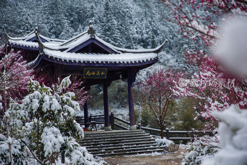 雪后的红梅