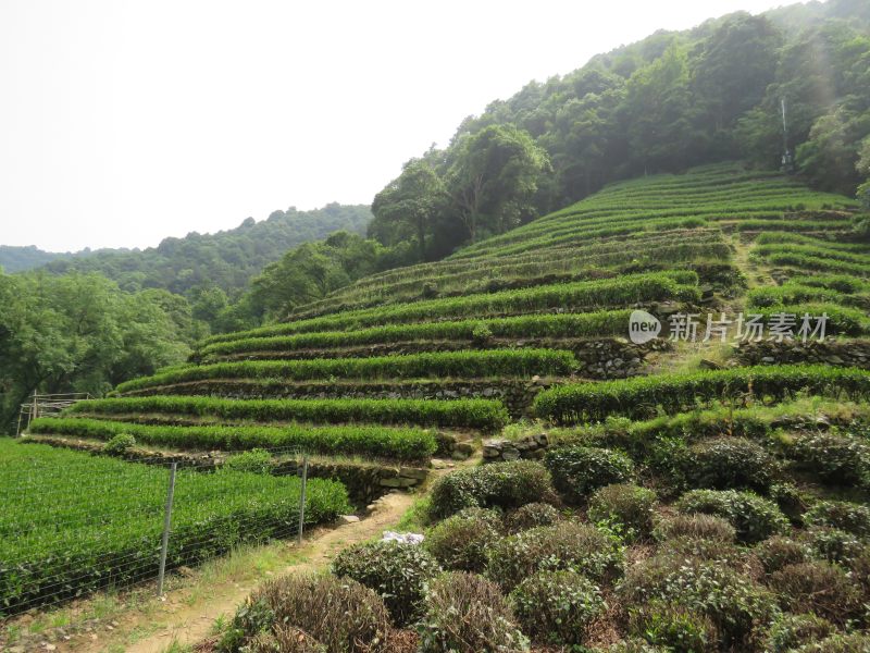 杭州九溪烟树景区