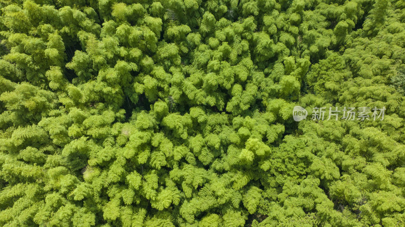 浙江省湖州安吉青山绿水竹山竹海航拍