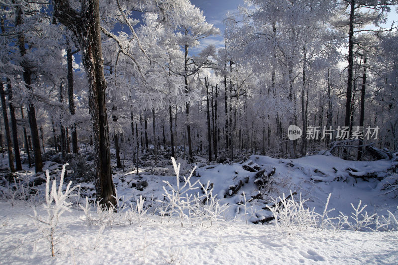 大兴安岭冬季林海雪原冰雪风光