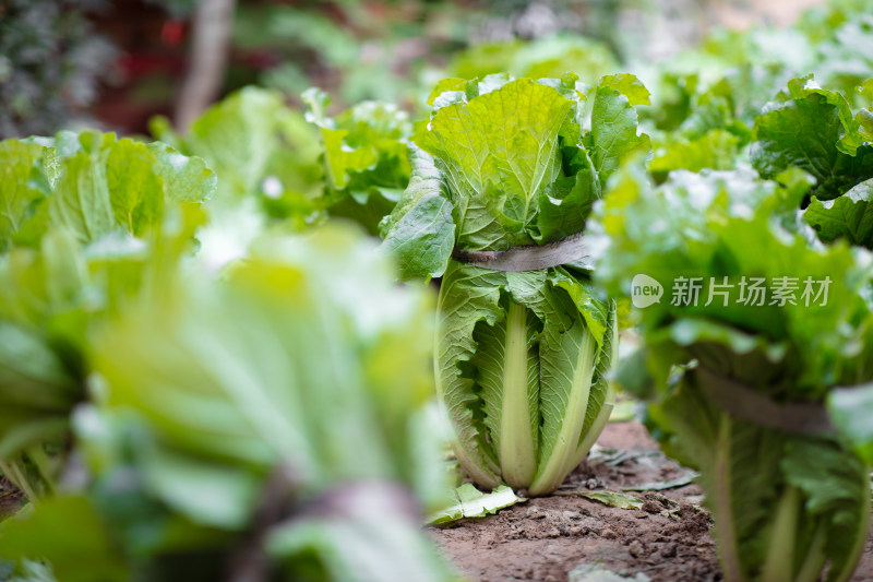 菜园里种植的白菜