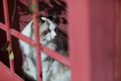 猫透过窗户看的特写镜头