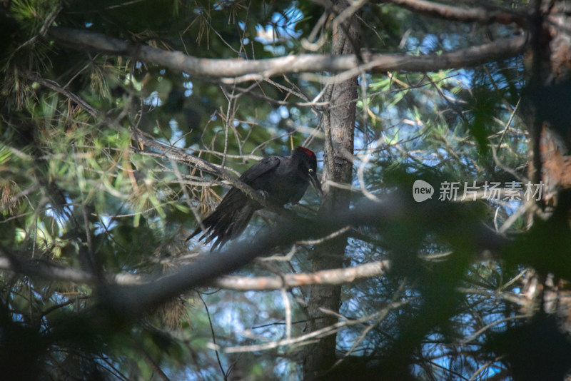 野生鸟类