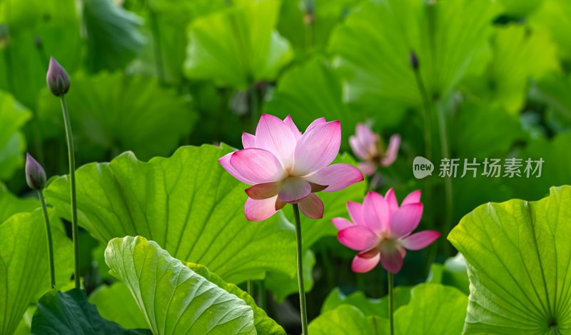 夏季荷塘莲花盛开