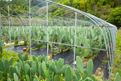 仙人掌种植基地