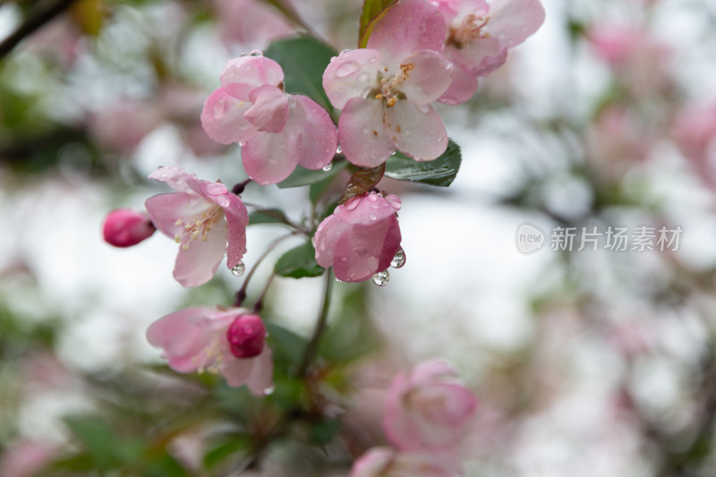 带水珠的粉色海棠花特写