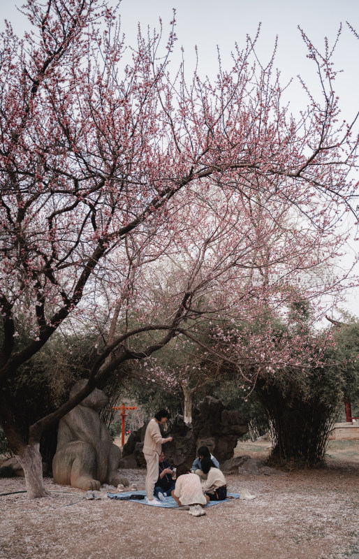 古亭旁盛开樱花与葱郁绿植的春日景象