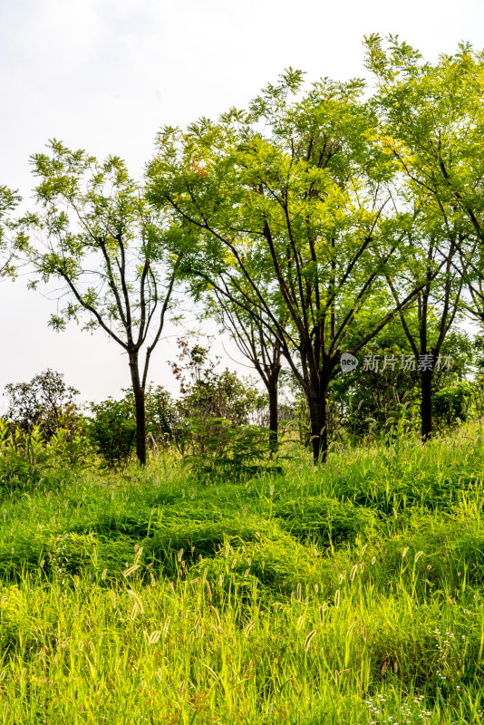 邹城中央公园城市绿植景观