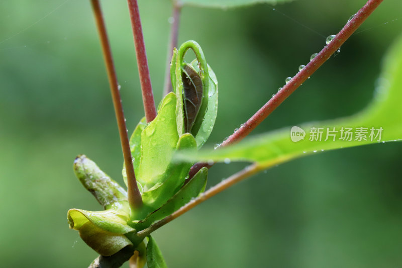 鹅掌楸——吐瑞