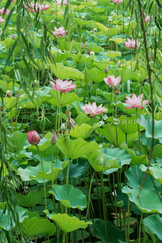 北京圆明园荷花