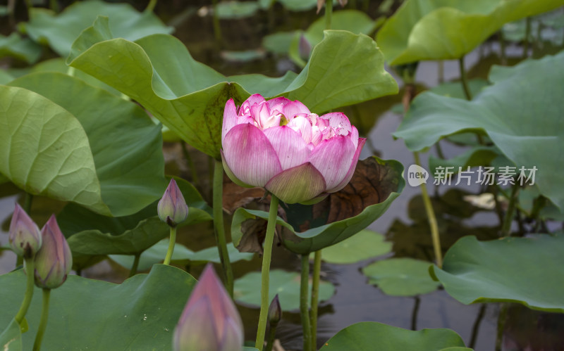 夏日炎炎池塘里盛开荷花随风送来香气