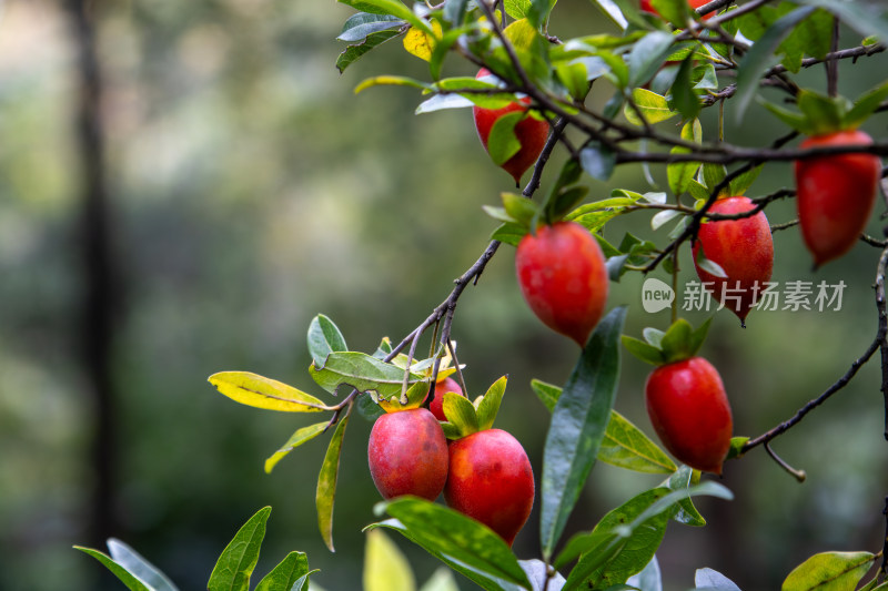 乌柿金弹子盆栽植物特写